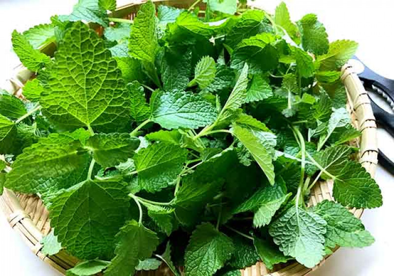 レモンバーム パック単位 やまいち商店 デリバリーの注文 Deli Holic